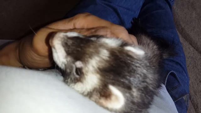 Реакция хорька когда его достают из клетки смотреть онлайн