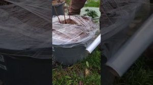 Подготовка голубики к зиме в Рязанской области.