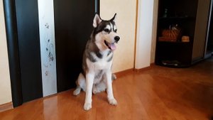 Хаски поет под гармошку