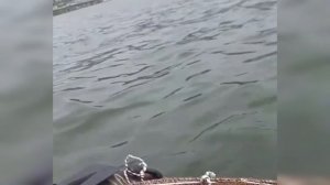 Ловим краба! Камчатка.