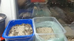 Первая подкормка петунии монофосфатом калия,лампы из Светофора,этажерка и остатков материалов