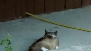 Кот охотится на крысу