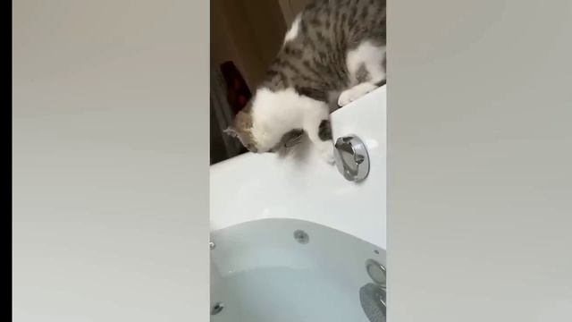 смешные коты 2022