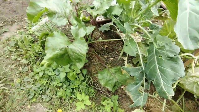 ДУШЕВАЯ обрела дверь и в ней уже можно мыться. смотреть онлайн