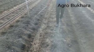 КАК САЖАТЬ ПОМИДОРЫ, В ТЕПЛИЦЫ ОТ А ДО Я.