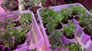 Лучший способ укоренения черенков Вербены?Обзор черенков?Обработки, подкормки???