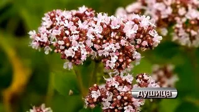 Целебные травы смотреть онлайн