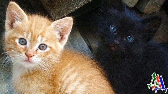 ВОЛКОДАВ 18. «Гоша, как тебе не стыдно? Нельзя КОТЯТ маленьких ОБИЖАТЬ!» смотреть онлайн