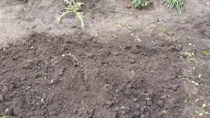 Белый клевер против лечинок майского жука