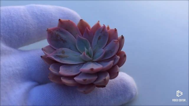 Echeveria cv Pinky смотреть онлайн