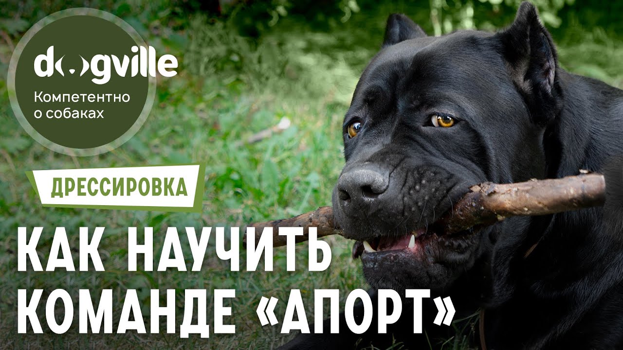Команда Апорт - Как научиться апортировке?