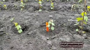 ? Можно ли ОРАБАТЫВАТЬ от болезней МОЛОДЫЕ САЖЕНЦЫ винограда. Что будет с ИММУНИТЕТОМ?