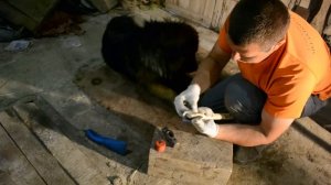 Как намертво насадить топор или молоток на деревянную рукоять