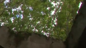 Старый Володарский мост – кто и зачем купил фермы