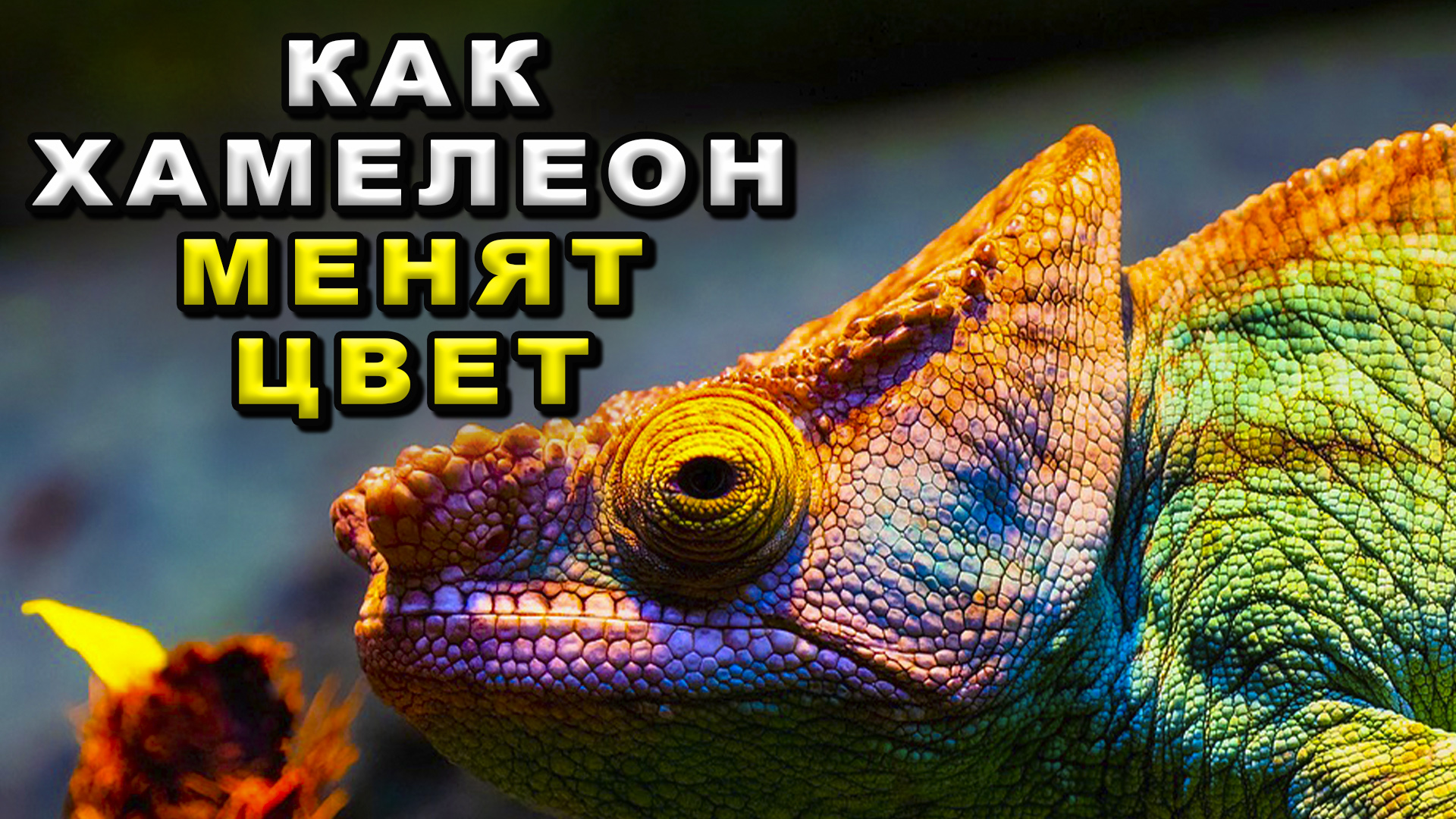 Как хамелеон меняет цвет