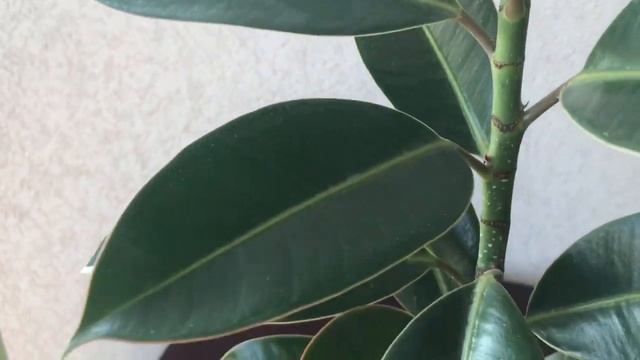 224. Фикус каучуконосный через 2 месяца после обрезки. Результат радует. смотреть онлайн