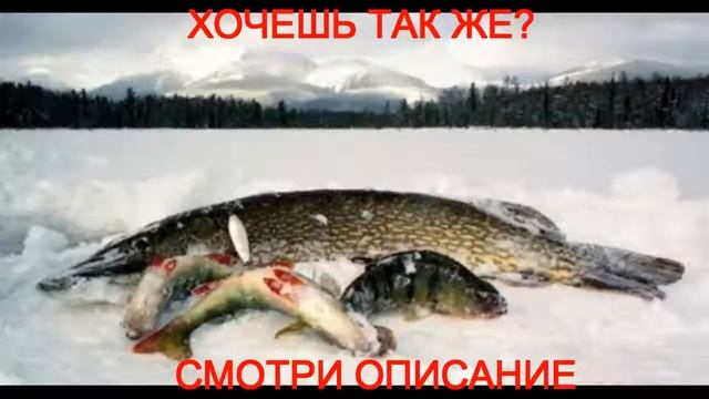 налим клуб активной рыбалки