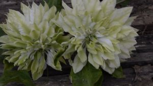 Clématite Sen No Kaze by clematite.net - Spécialiste des plantes de jardin