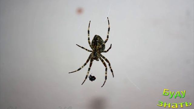 Надо ли бояться ПАУКОВ? Приметы... смотреть онлайн