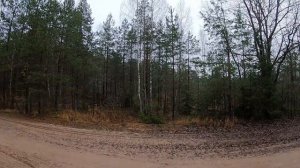 Загонная охота на лося. Одна охота два лося. Декабрь 2020. КВО-4.