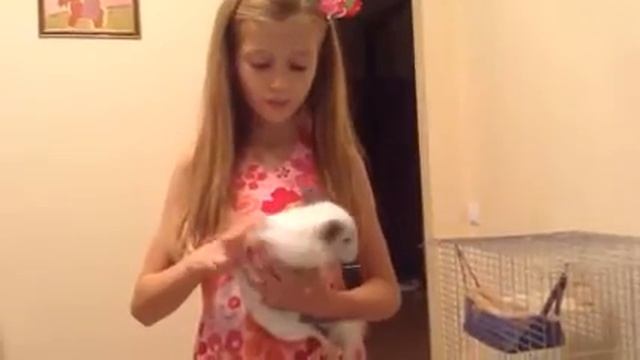 В какой клетке живет моя шиншилла смотреть онлайн