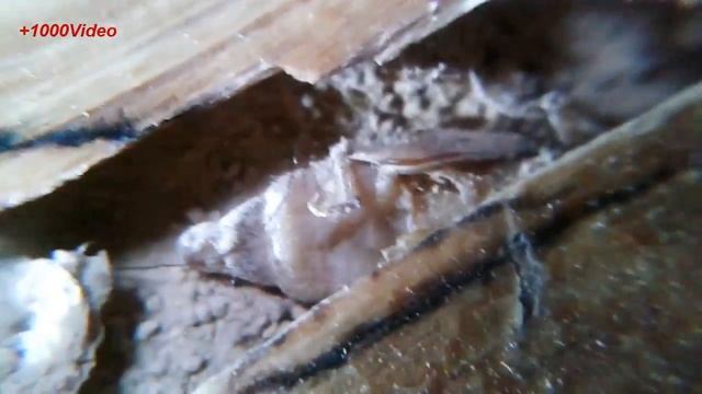 Жук точильщик в доме / Taxta yeyen bocek смотреть онлайн