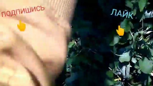 Гуляли по лиску , насобирали да хрена цветов смотреть онлайн