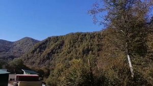 Чайная плантация и фабрика Мацеста. Цветение чая.