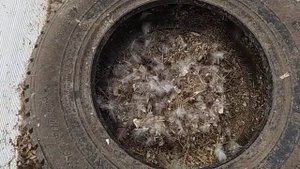 Самые лучшие гнезда для уток// Проверенно//Рекомендую//