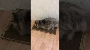 Кошка не отходит от когтеточки😻