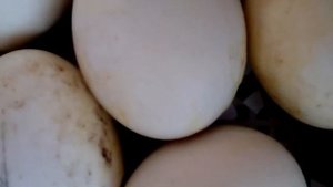 Вылупления утят в инкубаторе  на 29 сутки.