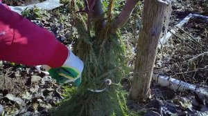 ? РЕЗУЛЬТАТ УТЕПЛЕНИЯ ЯБЛОНИ НА ЗИМУ ⛄