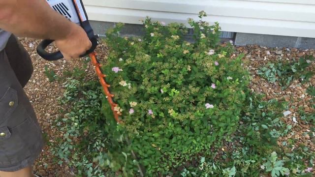 Trimming a Spirea смотреть онлайн