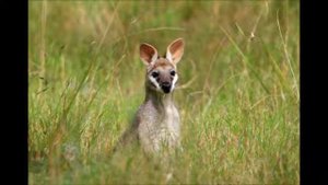 Голос Кенгуру.