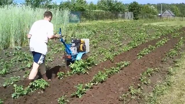 Мотоблок Нева. Окучиваем картошку. смотреть онлайн