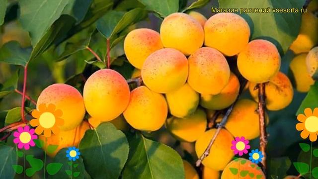 Абрикос Хабаровский. Краткий обзор, описание характеристик, где купить саженцы prunus Khabarovskiy смотреть онлайн