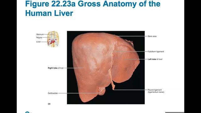 Ch. 22 (Digestive System) смотреть онлайн