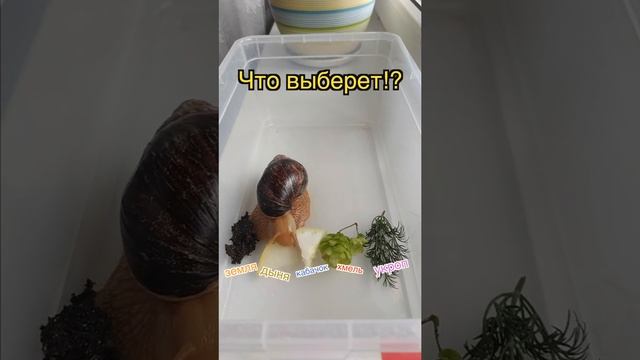 УЛИТКИ АХАТИНЫ | КАК УЛИТКА АХАТИНА ВЫБИРАЕТ СЕБЕ ЕДУ | ЗРЕНИЕ ИЛИ ОБОНЯНИЕ || УЛИТКИШОУ #5 смотреть онлайн