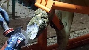 Обрезка копыт у коров ИП Кошутин