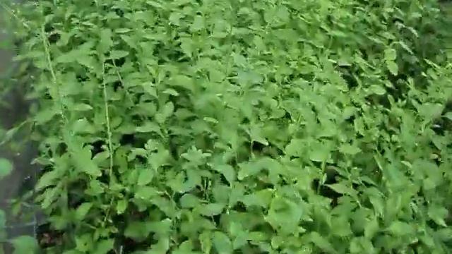 годжи бери lycium barbarum смотреть онлайн