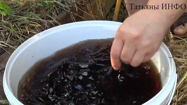 Как УСКОРИТЬ СОЗРЕВАНИЕ ПЕРЦЕВ и ТОМАТОВ? смотреть онлайн