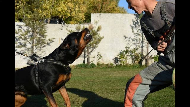 Работа с ротвейлерами питомника СИБИРСКАЯ ЗВЕЗДА.