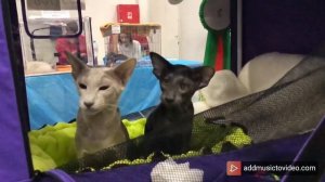 Ориентальные кошки на выставке