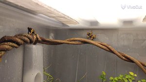 Террариум из пластикового контейнера. Terrarium - plastic container.