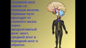 Биология 9 Нервная система