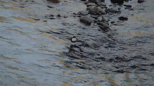 Оляпка на реке Теберда смотреть онлайн