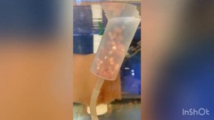 Инкубация икры форели в домашнем аквариуме