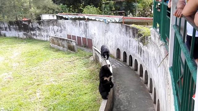 Лунные мишки Экскурсия в экологический парк Янг Бей смотреть онлайн