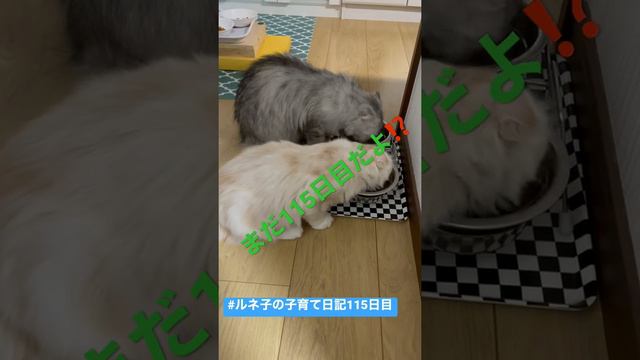 #ルネ子の子育て日記115日目（ショートver.） смотреть онлайн