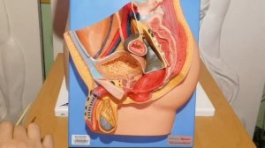 Мужская половая система